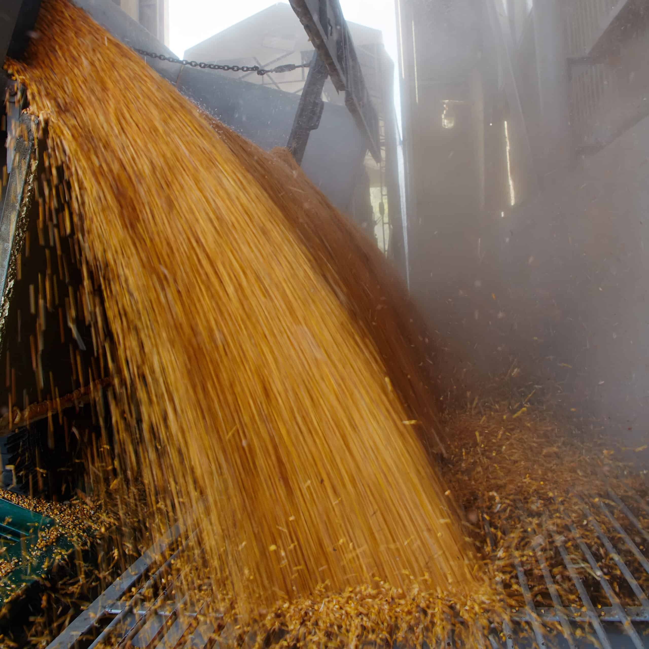 Dust billows where kernels of wheat cascade from a hopper into a meatal grate where ANACONDA SEALTITE® Anti-Static conduit might be installed to protect electrical wiring from exposure.